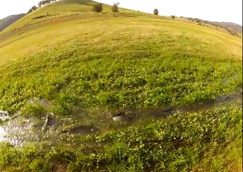 VIDEO: Wee Jasper carp on fly